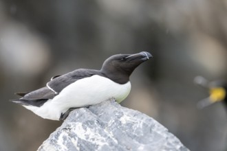 A razorbill (Alca torda) lying comfortably on a stone, Hornoya, Vardø, Finnmark, Norway