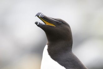 Close-up of the head of a razorbill (Alca torda) with open beak and lively expression, Hornoya,