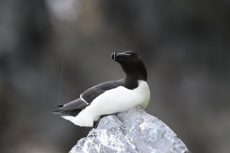 A razorbill (Alca torda) rests on a stone and enjoys the falling raindrops, Hornoya, Vardø,