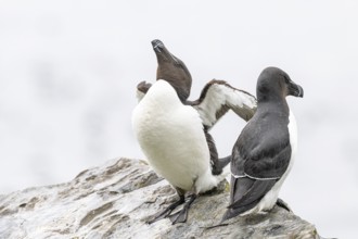 Two razorbills (Alca torda) on a rock, one with outstretched wings, Hornoya, Vardø, Finnmark,