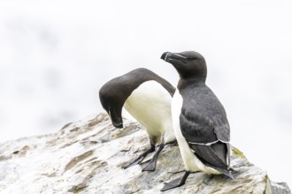 Two razorbills (Alca torda) sitting on a rock as if communicating with each other, Hornoya, Vardø,