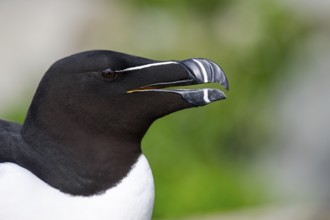 Portrait of a razorbill (Alca torda) close-up against a soft green background, Hornoya, Vardø,