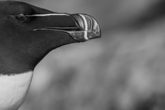 Portrait of a razorbill (Alca torda) close-up against a white background black and white image,