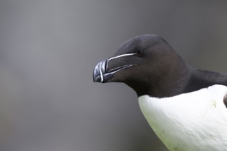 Close-up of the head of a razorbill (Alca torda) with focussed view of the beak, Vardø, Finnmark,