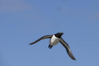 A razorbill (Alca torda) with spread wings flying in the blue sky, Hornoya, Vardø, Finnmark, Norway