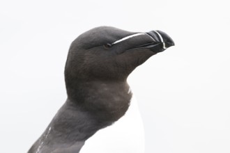 Portrait of a razorbill (Alca torda) close-up against a white background, Hornoya, Vardø, Finnmark,