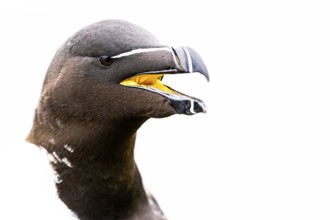 Portrait of a razorbill (Alca torda) with open beak in which the yellow inside of the beak can be