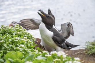 Two razorbills (Alca torda) with outstretched wings in courtship display, standing on a cliff