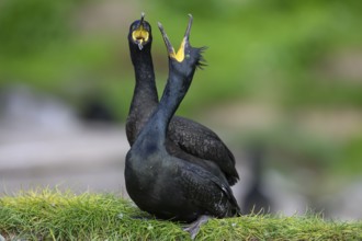 Two shags (Gulosus aristotelis, syn.: Phalacrocorax aristotelis) standing close to each other,