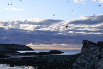 Birds flying over a rocky coast in the late evening right a large group of shags (Gulosus