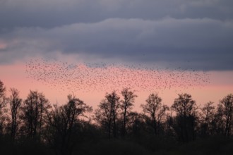 A flock of starlings (Sturnus vulgaris) flies over the silhouetted trees at sunset against a