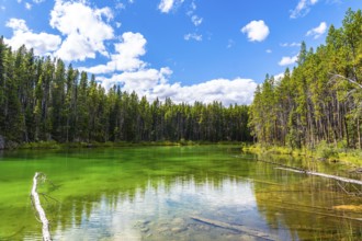 Emerald green waters of herbert lake mirroring a cloudy blue sky and surrounding pine forest in