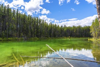 Emerald green waters of herbert lake reflecting the surrounding forest under a cloudy sky in banff