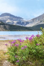 Wildflowers growing on the shore of bow lake, with turquoise water and a glacier in the background,
