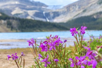 Purple flowers are blooming near the turquoise water of bow lake, with a waterfall and mountains in