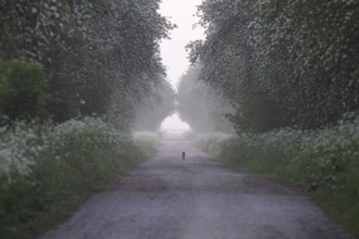 A misty path lined with green trees conveys a peaceful and tranquil atmosphere, Mulberry tree