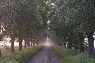 A narrow path leads through a forest, lined with trees in the soft light of a misty sunset.