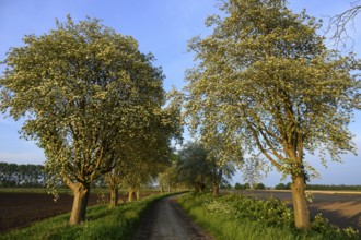 Mulberry tree avenue (Morus spec.), Dümmer nature park Park, Bohmte, Lower Saxony, Germany