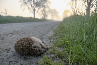 Hedgehog Brown-breasted hedgehog (Erinaceus europaeus) lying on a foggy country road at sunrise,