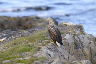 A white-tailed eagle (Haliaeetus albicilla) perched majestically on a rock overlooking the sea,