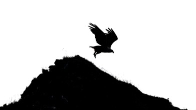 A white-tailed eagle (Haliaeetus albicilla) silhouette flying over a hill in a black and white