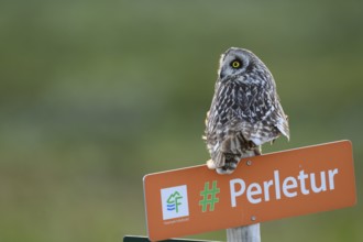 Short-eared Owl (Asio flammeus) on a tourist sign in front of a blurred green background, Kiberg,