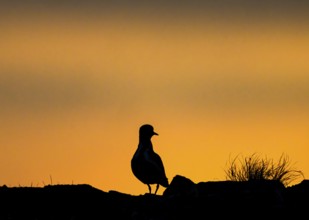 Silhouette of a golden plover (Pluvialis apricaria) in front of a colourful sunset, Vardø,
