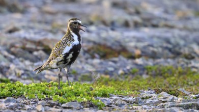 A golden plover (Pluvialis apricaria) stands on a rocky shore with contrasting green plants, Vardø,
