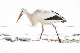 A white stork (Ciconia ciconia) stands in freshly fallen snow in a meadow, surrounded by a wintry