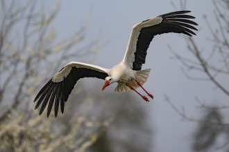 A white stork (Ciconia ciconia) h in flight with outstretched wings, hovering over natural