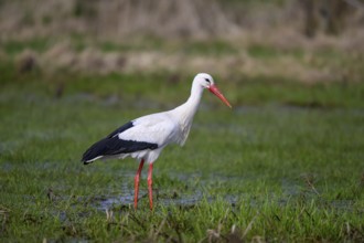 A white stork (Ciconia ciconia) stands in shallow water in a meadow, surrounded by a spring-like