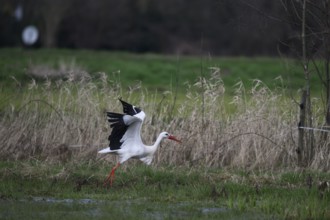 A white stork (Ciconia ciconia) in motion as it takes off from the green meadow, Dümmer nature park