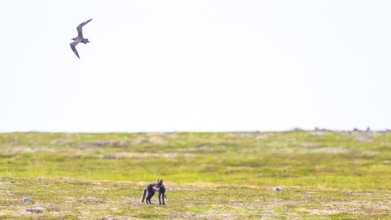 Arctic fox (Vulpes arctica) being attacked by parasitic skua (Stercorarius parasiticus), Finnmark,