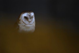 A barn owl (Tyto alba) sits in an attic with wooden beams looking out of the darkness, mysterious