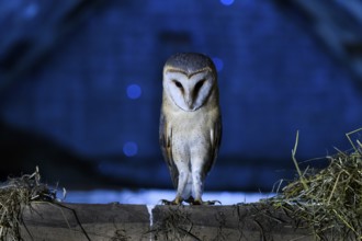 Bockhorst, Versmold, North Rhine-Westphalia, Germany, An owl sitting on a beam in a nighttime scene
