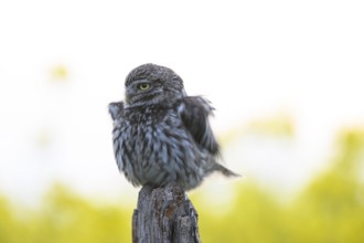 Little owl (Athene noctua) with fluffed up plumage in the evening on an old willow pole with a