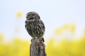 Little owl (Athene noctua) sitting upright and focussed on a branch in front of a light background