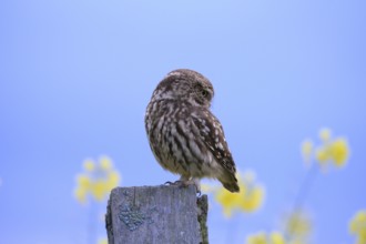 Little owl (Athene noctua) looking to the side on a branch with a blue background and yellow