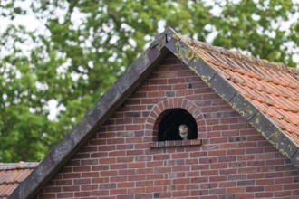 A barn owl (Tyto alba) looks out of a small window Uhlenflucht in a brick building, surrounded by