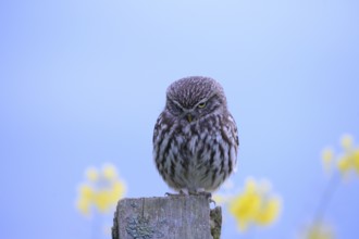 Little owl (Athene noctua) on a branch with blue background and yellow flowers, Wiehengebirge,