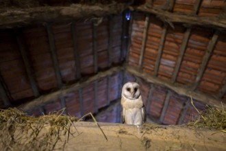 A barn owl (Tyto alba) sits in an attic with wooden beams and a rustic atmosphere, Ravensberger