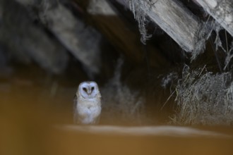 A barn owl (Tyto alba) sits in a dark barn with hay and rustic atmosphere sits on a loft with