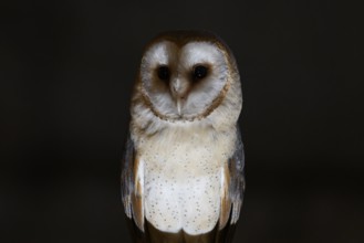 A barn owl (Tyto alba) perched on a beam in a nocturnal scene, Ravensberger Land, North