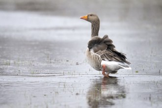 Greylag goose (Anser anser), Ochsenmoor, Dümmer nature park Park, Lower Saxony, Germany