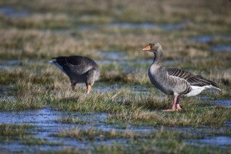 Two grey geese (Anser anser), Ochsenmoor, Dümmer nature park Park, Lower Saxony, Germany