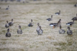 White-fronted geese (Anser albifrons) on a winter meadow, Dümmer nature park Park, Lower Saxony,