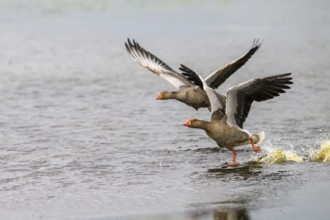 Two greylag geese (Anser anser) take off from a water surface, Ochsenmoor, Dümmer nature park Park,