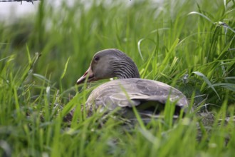 A grey goose (Anser anser) on its hidden nest in the tall grass, Dümmer nature park Park, Lower