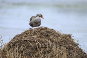 A grey goose (Anser anser) stands on its raised nest on a Bisamburg, Ochsenmoor, Dümmer nature park