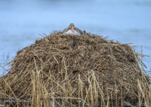 A greylag goose (Anser anser) on a raised nest on a Bisamburg, Ochsenmoor, Dümmer nature park Park,